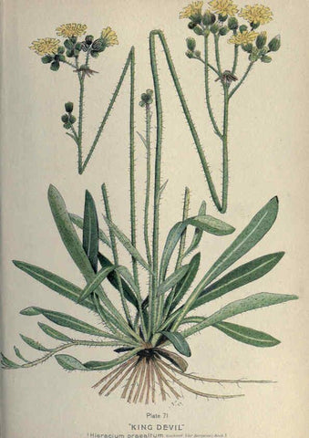 Reproducción/Reproduction 6045212627: Farm weeds of Canada Ottawa :Dept. of Agriculture,1923 