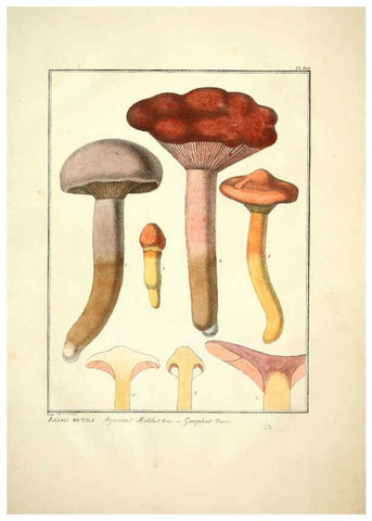 Reproducción/Reproduction 6045852600: Figures des champignons, servant de supplément aux planches de Bulliard Paris :Meilhac,1839-1842