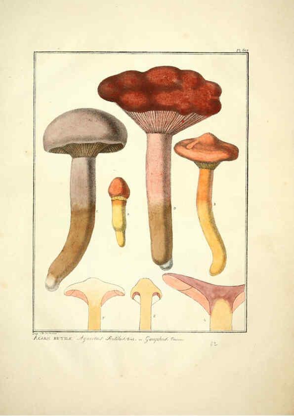 Reproducción/Reproduction 6045852600: Figures des champignons, servant de supplément aux planches de Bulliard Paris :Meilhac,1839-1842