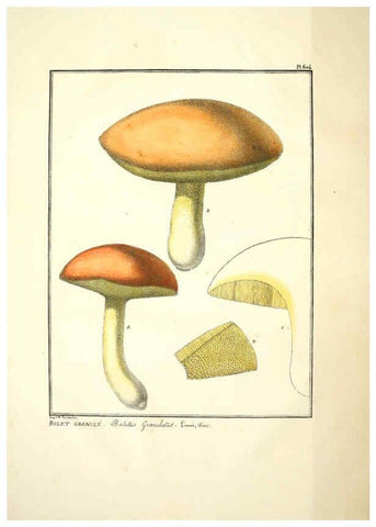 Reproducción/Reproduction 6045302757: Figures des champignons, servant de supplément aux planches de Bulliard Paris :Meilhac,1839-1842