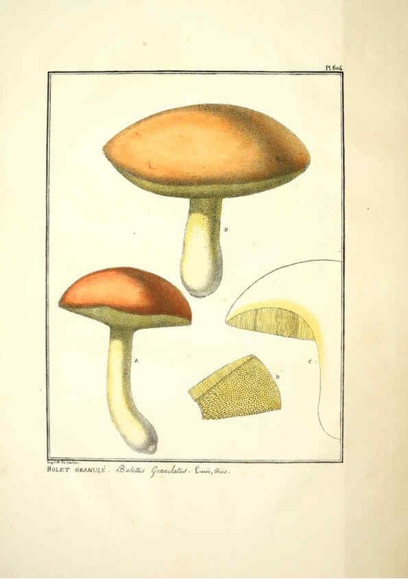 Reproducción/Reproduction 6045302757: Figures des champignons, servant de supplément aux planches de Bulliard Paris :Meilhac,1839-1842