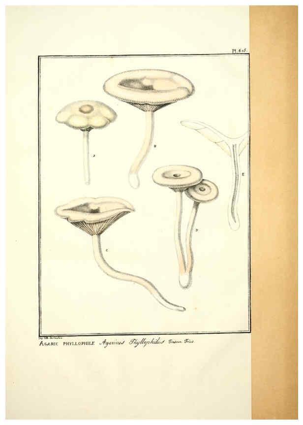 Reproducción/Reproduction 6045302965: Figures des champignons, servant de supplément aux planches de Bulliard Paris :Meilhac,1839-1842