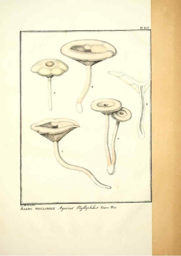 Reproducción/Reproduction 6045302965: Figures des champignons, servant de supplément aux planches de Bulliard Paris :Meilhac,1839-1842