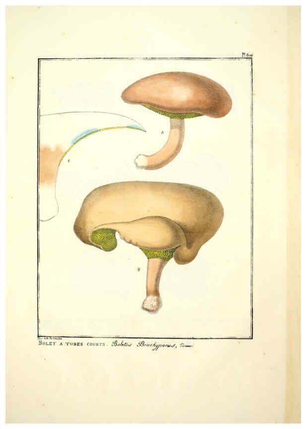 Reproducción/Reproduction 6045303171: Figures des champignons, servant de supplément aux planches de Bulliard Paris :Meilhac,1839-1842