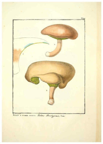 Reproducción/Reproduction 6045303171: Figures des champignons, servant de supplément aux planches de Bulliard Paris :Meilhac,1839-1842