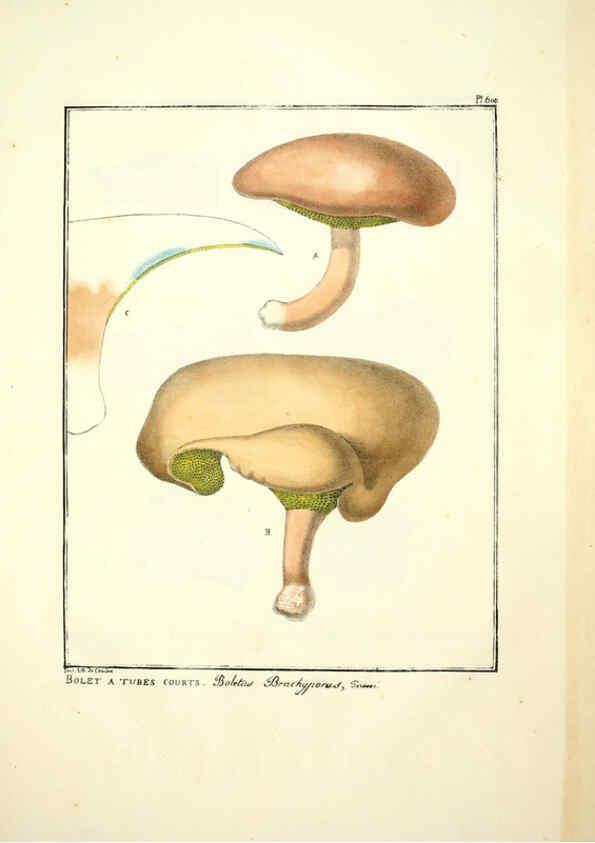 Reproducción/Reproduction 6045303171: Figures des champignons, servant de supplément aux planches de Bulliard Paris :Meilhac,1839-1842