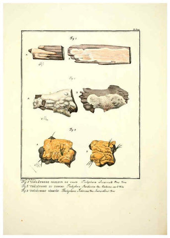 Reproducción/Reproduction 6045853568: Figures des champignons, servant de supplément aux planches de Bulliard Paris :Meilhac,1839-1842