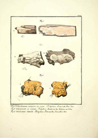 Reproducción/Reproduction 6045853568: Figures des champignons, servant de supplément aux planches de Bulliard Paris :Meilhac,1839-1842