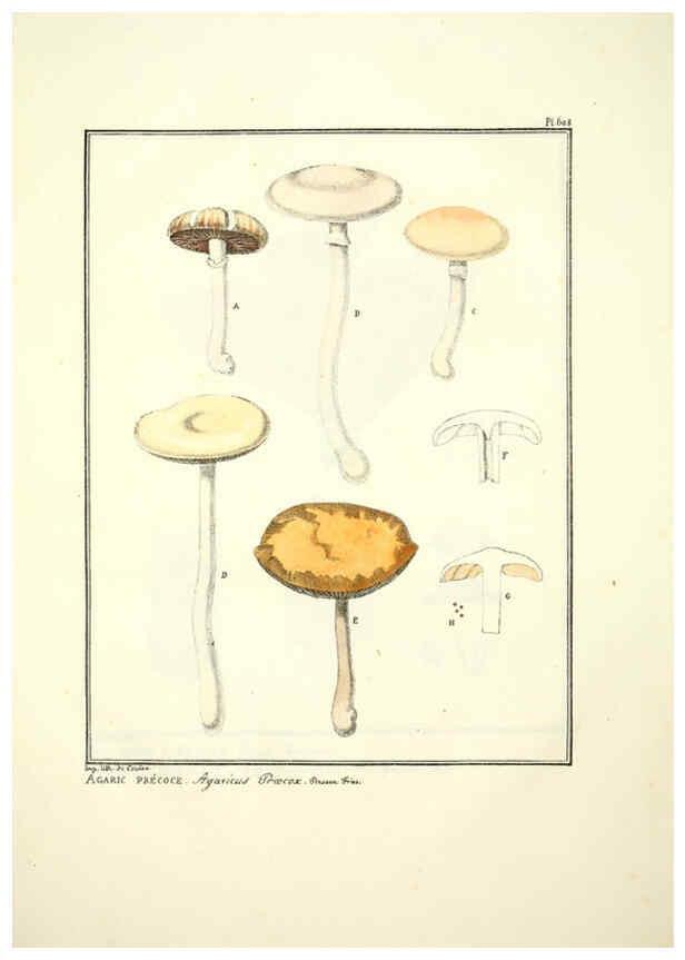 Reproducción/Reproduction 6045853882: Figures des champignons, servant de supplément aux planches de Bulliard Paris :Meilhac,1839-1842