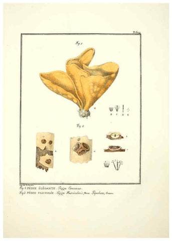 Reproducción/Reproduction 6045303913: Figures des champignons, servant de supplément aux planches de Bulliard Paris :Meilhac,1839-1842