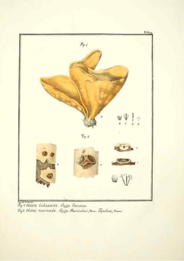 Reproducción/Reproduction 6045303913: Figures des champignons, servant de supplément aux planches de Bulliard Paris :Meilhac,1839-1842