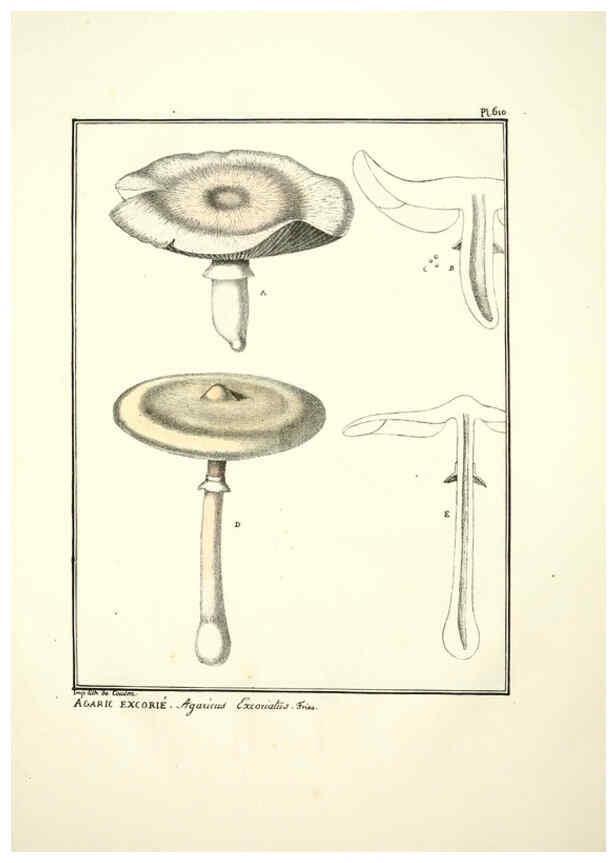 Reproducción/Reproduction 6045304107: Figures des champignons, servant de supplément aux planches de Bulliard Paris :Meilhac,1839-1842