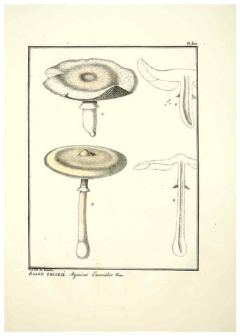 Reproducción/Reproduction 6045304107: Figures des champignons, servant de supplément aux planches de Bulliard Paris :Meilhac,1839-1842