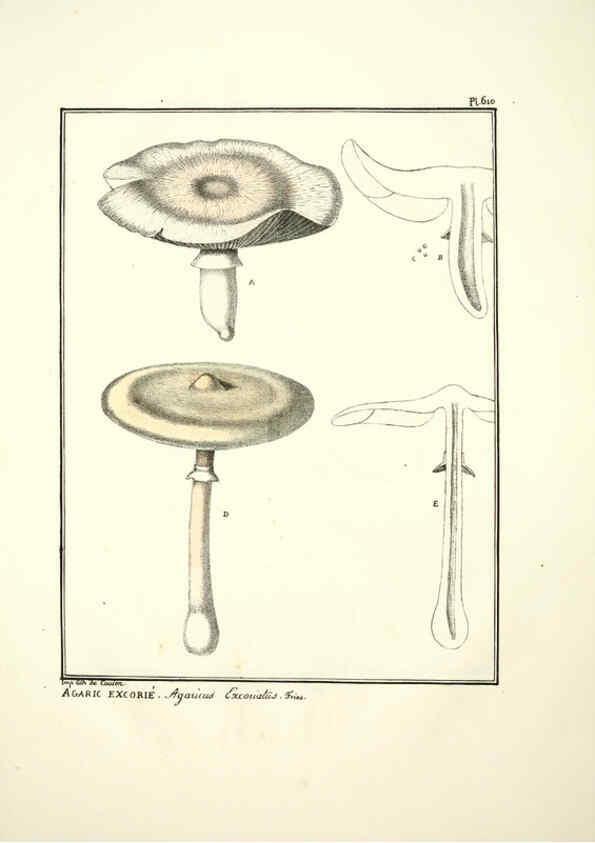 Reproducción/Reproduction 6045304107: Figures des champignons, servant de supplément aux planches de Bulliard Paris :Meilhac,1839-1842