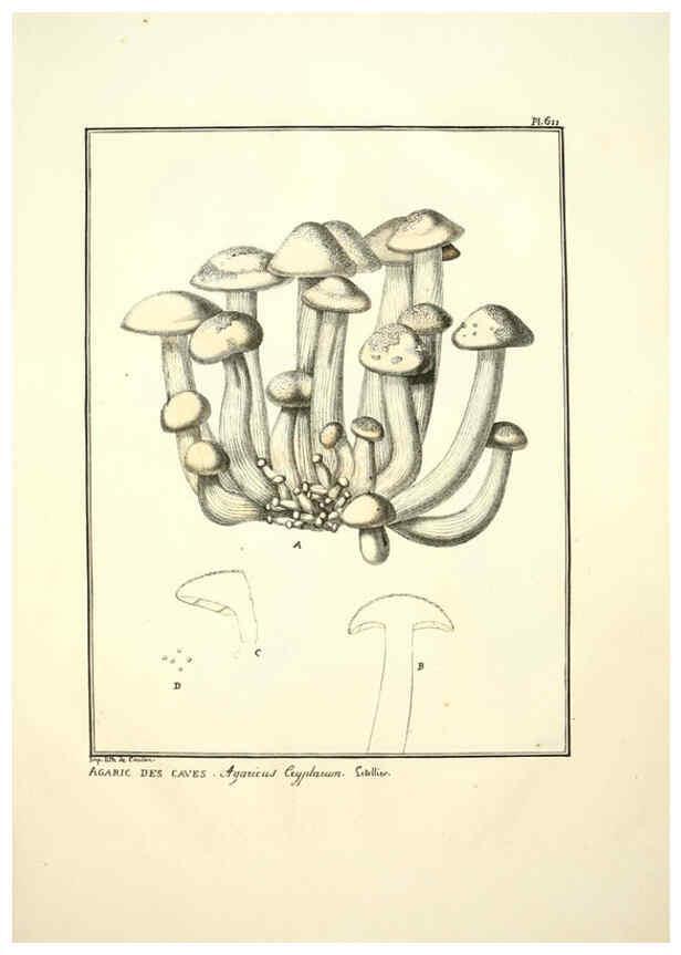 Reproducción/Reproduction 6045304309: Figures des champignons, servant de supplément aux planches de Bulliard Paris :Meilhac,1839-1842