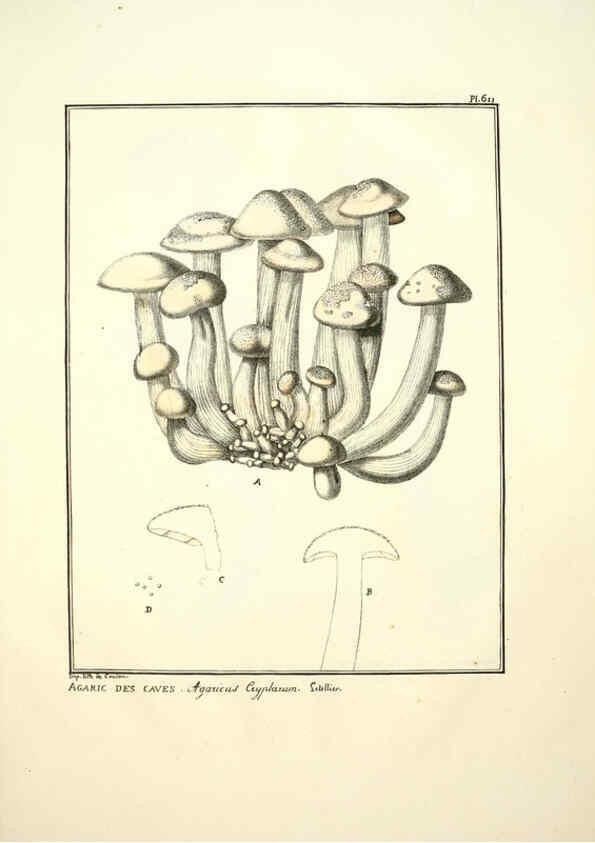 Reproducción/Reproduction 6045304309: Figures des champignons, servant de supplément aux planches de Bulliard Paris :Meilhac,1839-1842