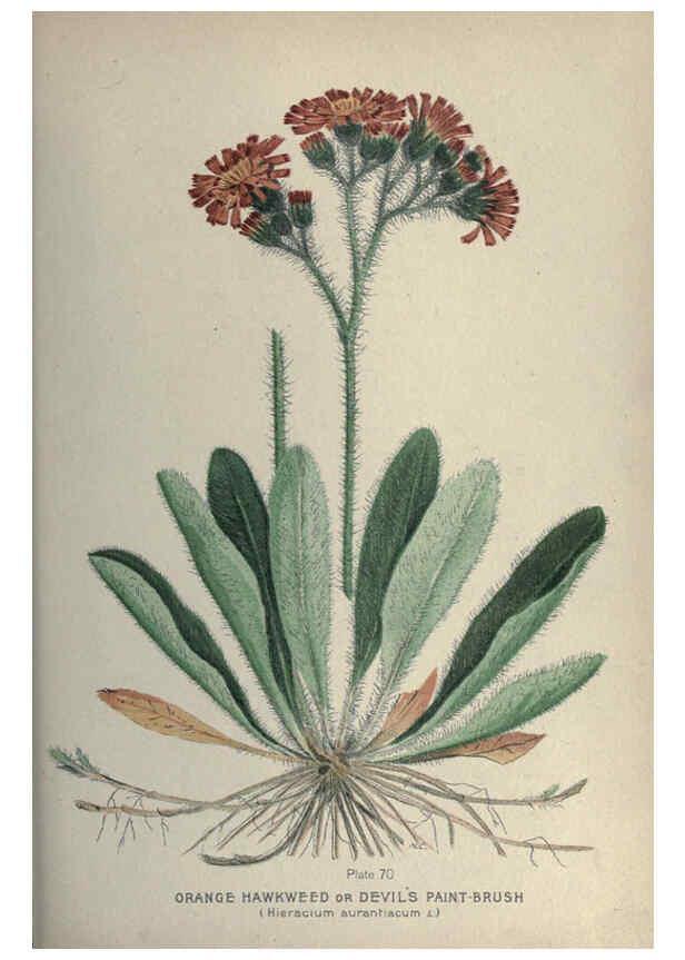 Reproducción/Reproduction 6045761628: Farm weeds of Canada Ottawa :Dept. of Agriculture,1923 