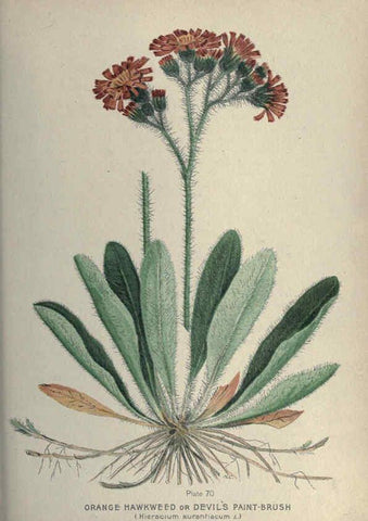 Reproducción/Reproduction 6045761628: Farm weeds of Canada Ottawa :Dept. of Agriculture,1923 