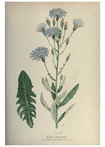 Reproducción/Reproduction 6045761418: Farm weeds of Canada Ottawa :Dept. of Agriculture,1923 