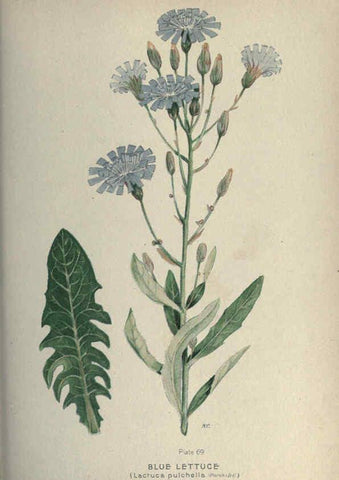 Reproducción/Reproduction 6045761418: Farm weeds of Canada Ottawa :Dept. of Agriculture,1923 