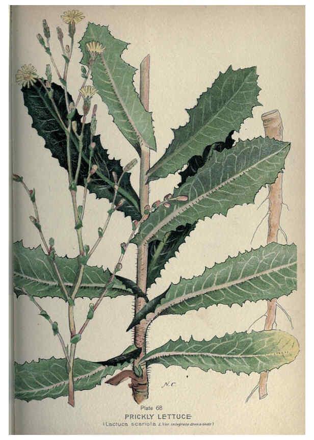 Reproducción/Reproduction 6045211825: Farm weeds of Canada Ottawa :Dept. of Agriculture,1923 