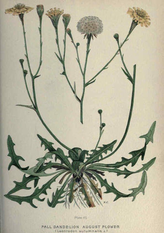 Reproducción/Reproduction 6045211541: Farm weeds of Canada Ottawa :Dept. of Agriculture,1923 
