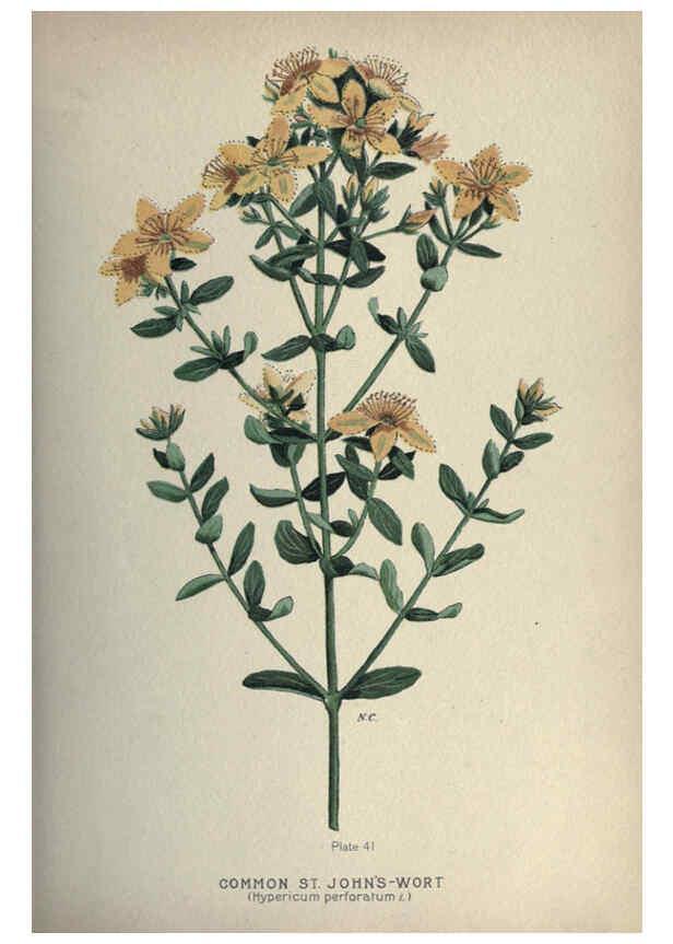 Reproducción/Reproduction 6045757478: Farm weeds of Canada Ottawa :Dept. of Agriculture,1923 
