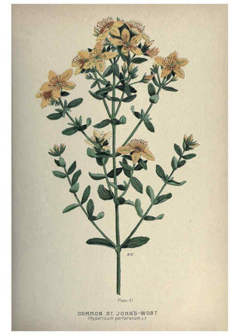 Reproducción/Reproduction 6045757478: Farm weeds of Canada Ottawa :Dept. of Agriculture,1923 