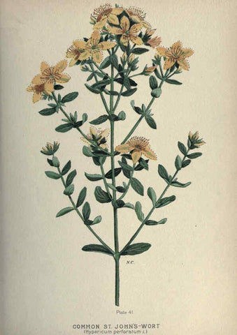 Reproducción/Reproduction 6045757478: Farm weeds of Canada Ottawa :Dept. of Agriculture,1923 