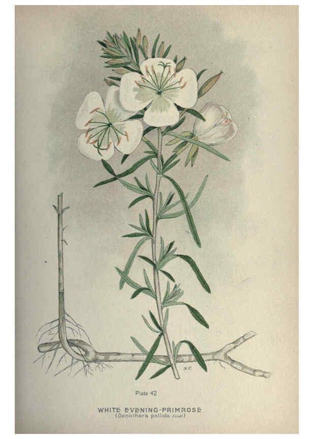 Reproducción/Reproduction 6045208097: Farm weeds of Canada Ottawa :Dept. of Agriculture,1923 