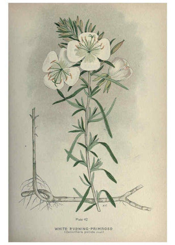 Reproducción/Reproduction 6045208097: Farm weeds of Canada Ottawa :Dept. of Agriculture,1923 