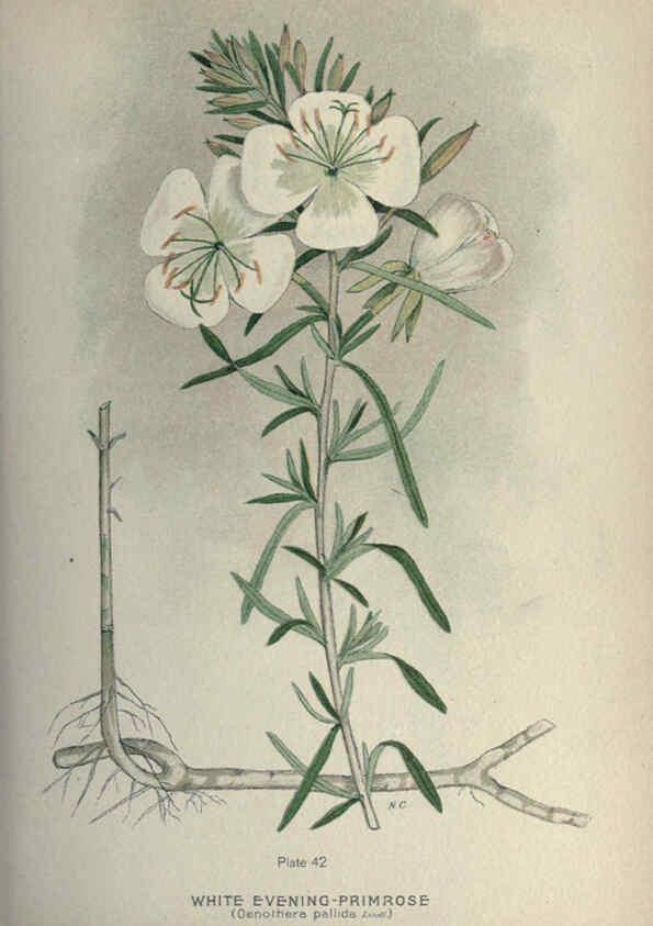Reproducción/Reproduction 6045208097: Farm weeds of Canada Ottawa :Dept. of Agriculture,1923 