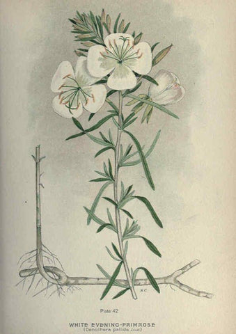Reproducción/Reproduction 6045208097: Farm weeds of Canada Ottawa :Dept. of Agriculture,1923 