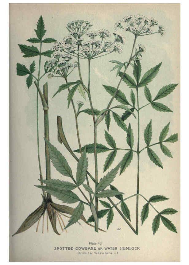 Reproducción/Reproduction 6045208415: Farm weeds of Canada Ottawa :Dept. of Agriculture,1923 