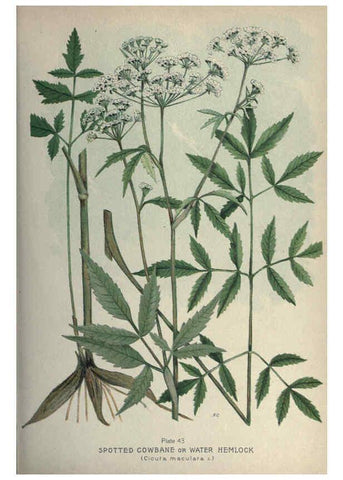 Reproducción/Reproduction 6045208415: Farm weeds of Canada Ottawa :Dept. of Agriculture,1923 