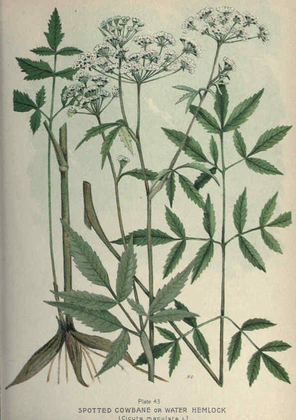 Reproducción/Reproduction 6045208415: Farm weeds of Canada Ottawa :Dept. of Agriculture,1923 