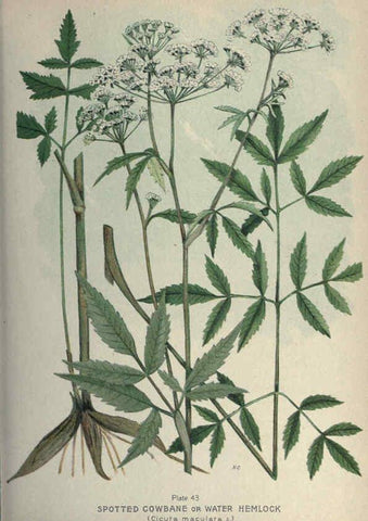Reproducción/Reproduction 6045208415: Farm weeds of Canada Ottawa :Dept. of Agriculture,1923 