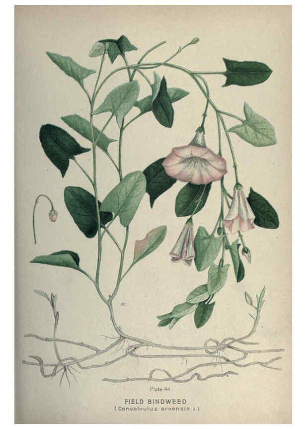 Reproducción/Reproduction 6045208731: Farm weeds of Canada Ottawa :Dept. of Agriculture,1923 