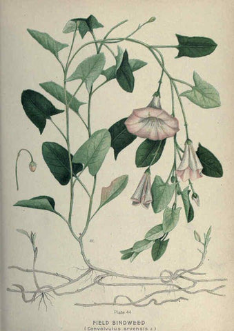 Reproducción/Reproduction 6045208731: Farm weeds of Canada Ottawa :Dept. of Agriculture,1923 