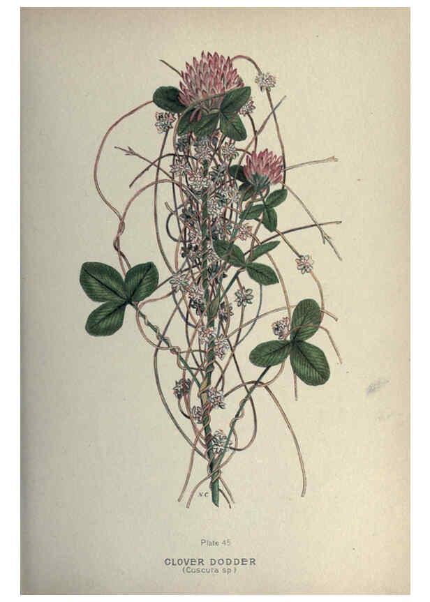 Reproducción/Reproduction 6045758388: Farm weeds of Canada Ottawa :Dept. of Agriculture,1923 