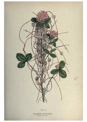 Reproducción/Reproduction 6045758388: Farm weeds of Canada Ottawa :Dept. of Agriculture,1923 