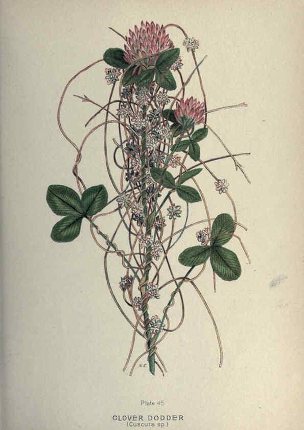 Reproducción/Reproduction 6045758388: Farm weeds of Canada Ottawa :Dept. of Agriculture,1923 