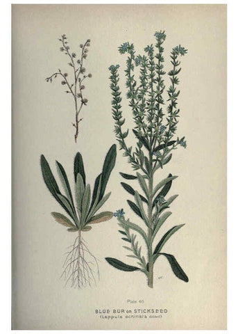 Reproducción/Reproduction 6045209083: Farm weeds of Canada Ottawa :Dept. of Agriculture,1923 