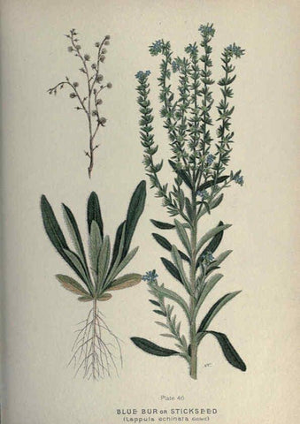 Reproducción/Reproduction 6045209083: Farm weeds of Canada Ottawa :Dept. of Agriculture,1923 