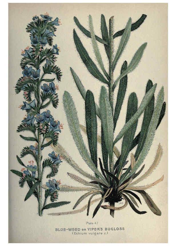 Reproducción/Reproduction 6045209301: Farm weeds of Canada Ottawa :Dept. of Agriculture,1923 