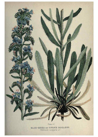 Reproducción/Reproduction 6045209301: Farm weeds of Canada Ottawa :Dept. of Agriculture,1923 