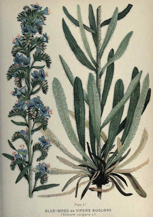 Reproducción/Reproduction 6045209301: Farm weeds of Canada Ottawa :Dept. of Agriculture,1923 