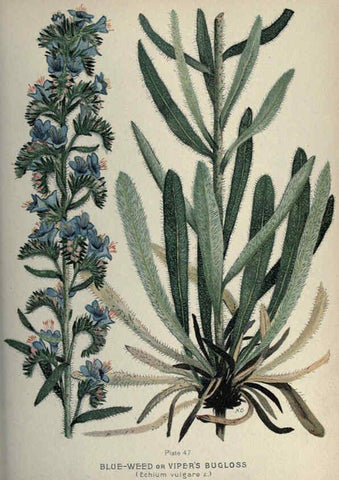 Reproducción/Reproduction 6045209301: Farm weeds of Canada Ottawa :Dept. of Agriculture,1923 