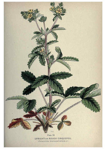 Reproducción/Reproduction 6045757044: Farm weeds of Canada Ottawa :Dept. of Agriculture,1923 