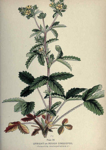 Reproducción/Reproduction 6045757044: Farm weeds of Canada Ottawa :Dept. of Agriculture,1923 